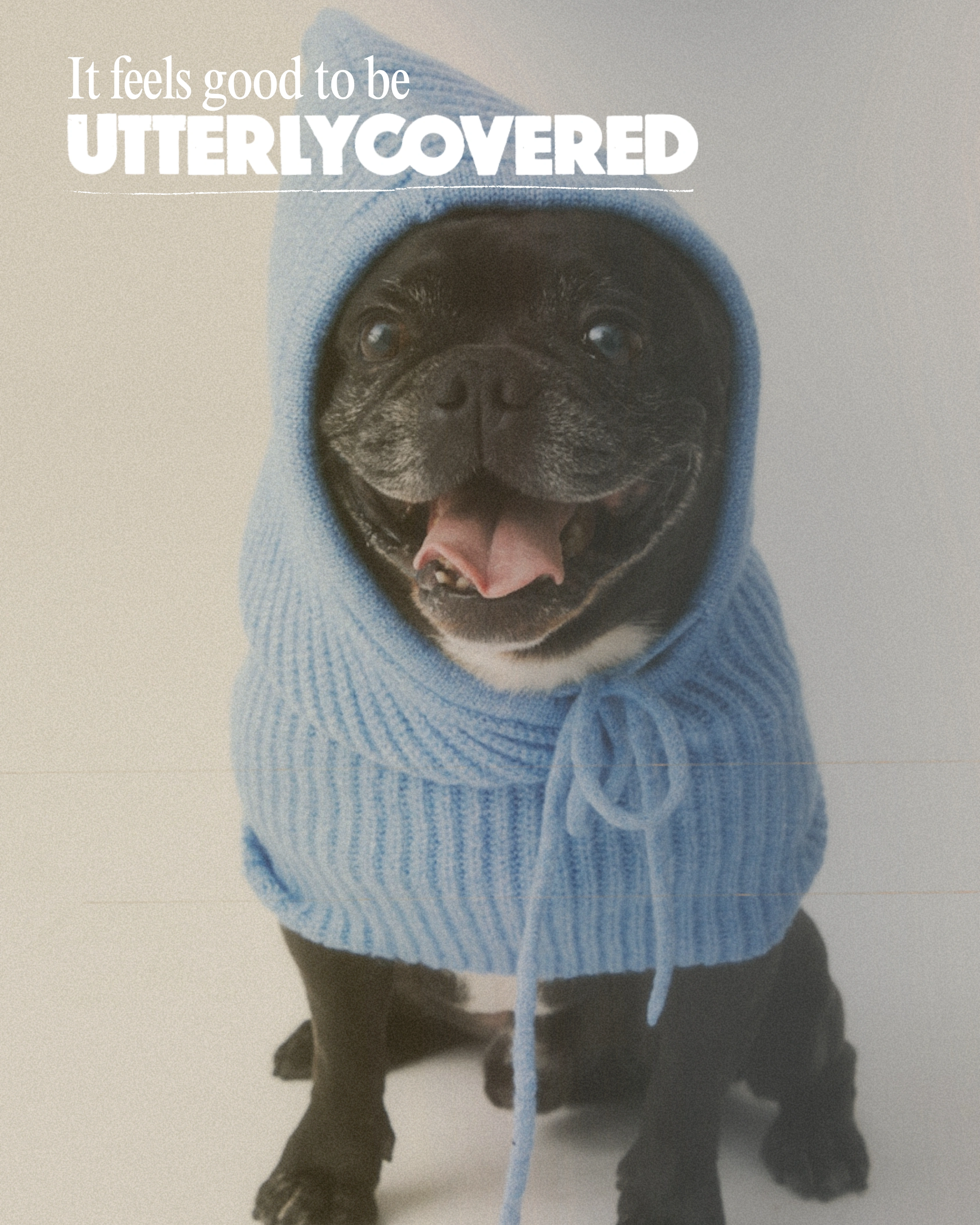 Pet insurance for your dog or cat